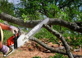 Professional Tree Care in Middletown, CA